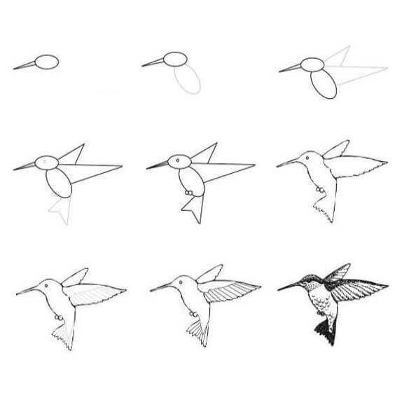 Zeichnen Lernen Kolibri (1)