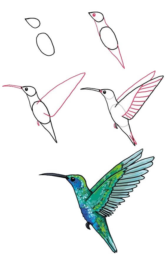 Zeichnen Lernen Kolibri (2)
