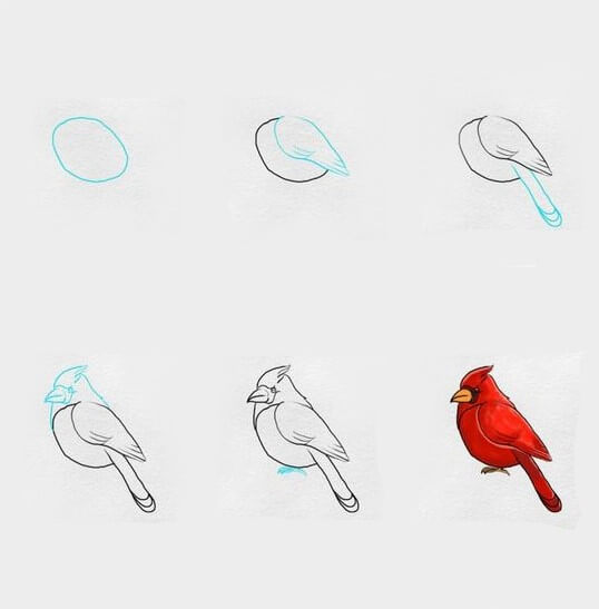 Zeichnen Lernen Roter Vogel