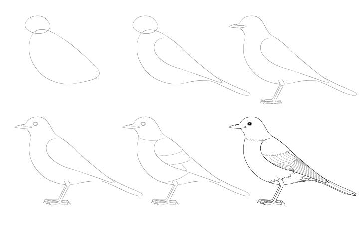 Zeichnen Lernen Vogelidee (1)