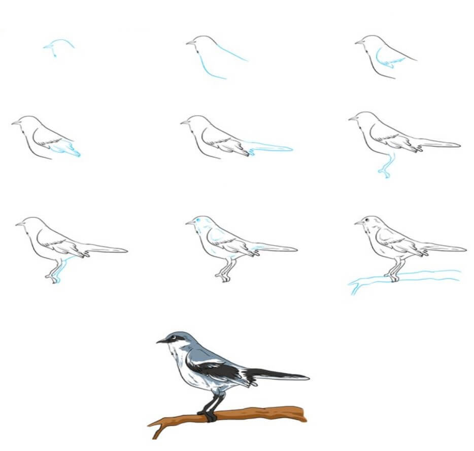 Zeichnen Lernen Vogelidee (3)