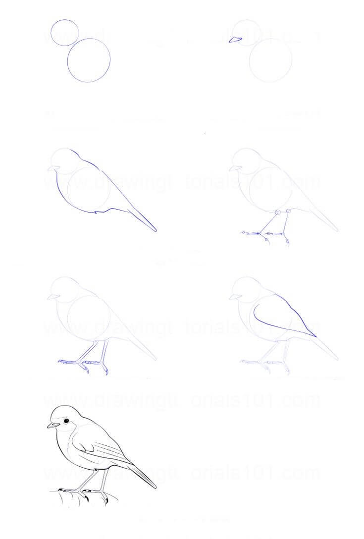 Zeichnen Lernen Vogelidee (4)