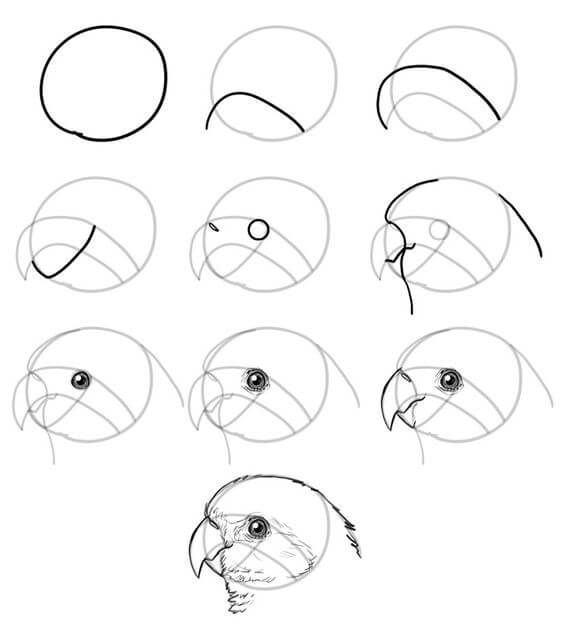 Zeichnen Lernen Vogelkopf