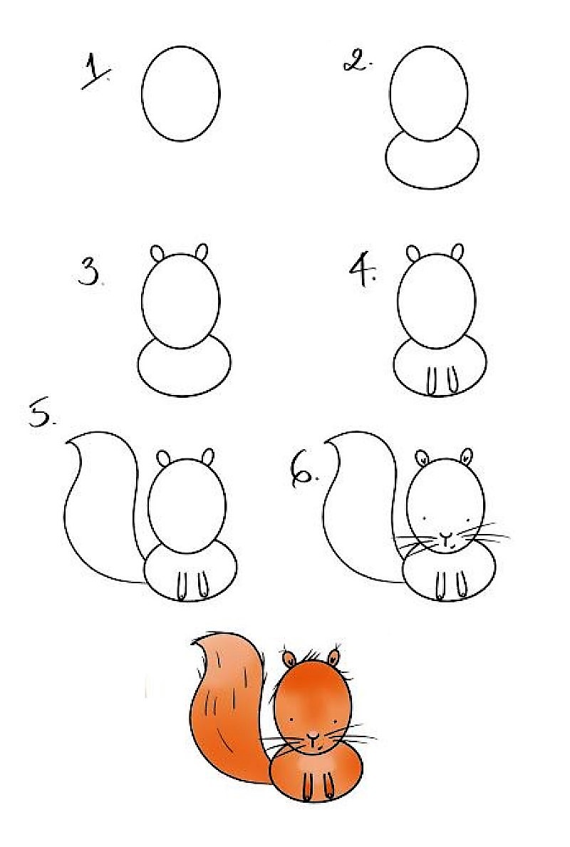 Zeichnen Lernen Eine Eichhörnchen-Idee 6