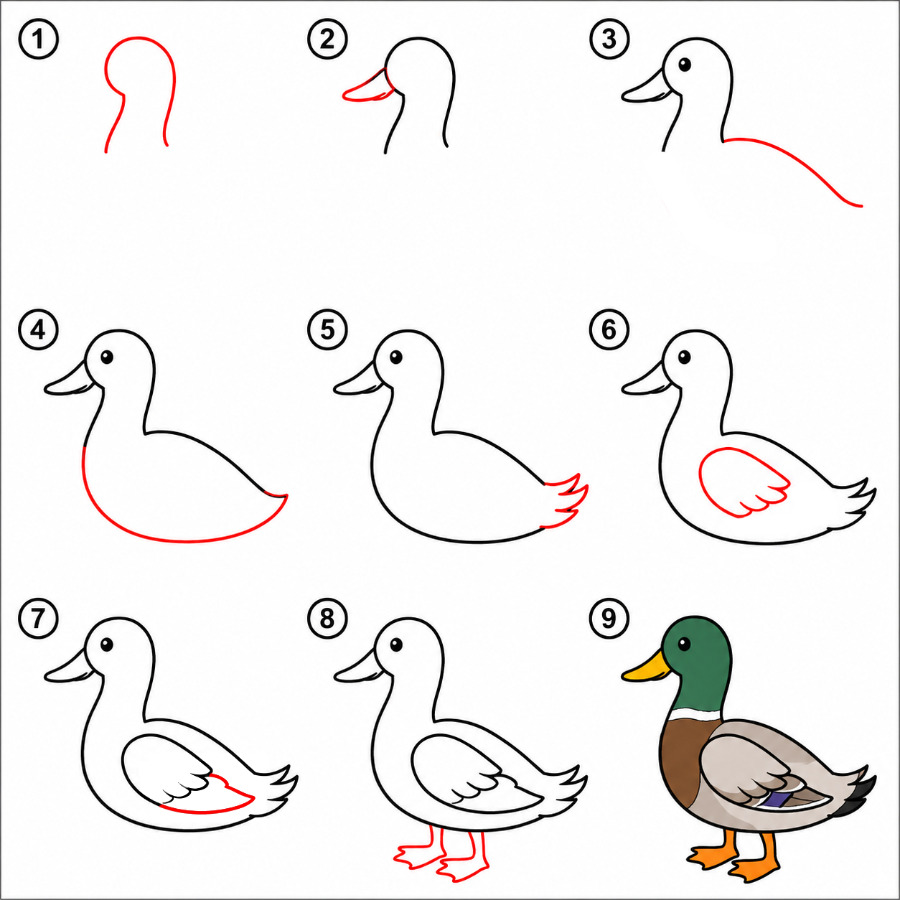 Zeichnen Lernen Erwachsene Ente
