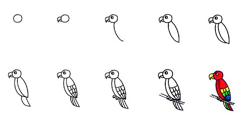Papagei-Idee 3 zeichnen ideen