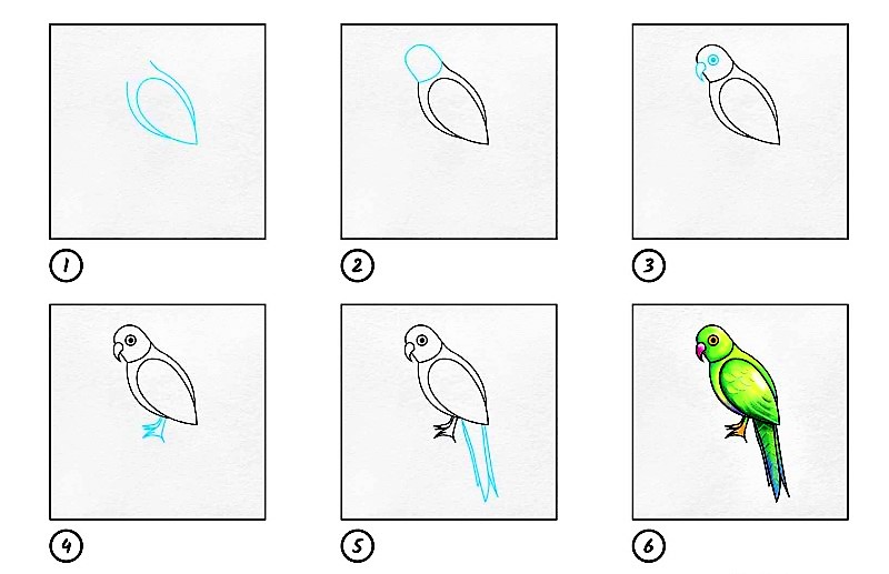 Papagei-Idee 8 zeichnen ideen