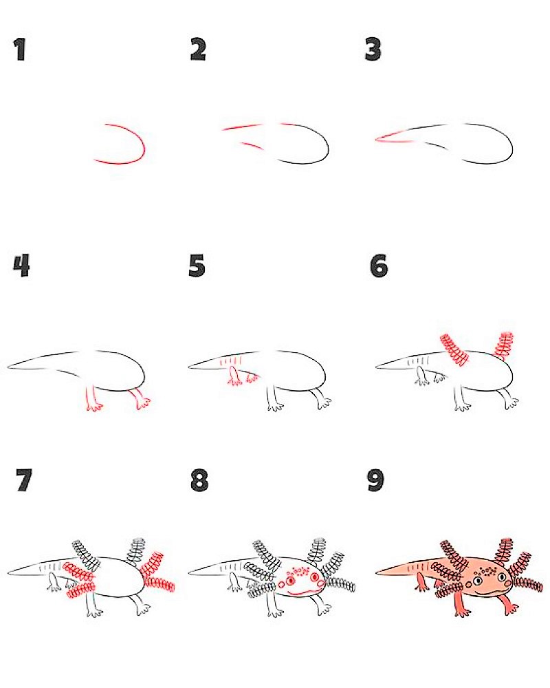 Die Idee von Axolotl 1 zeichnen ideen