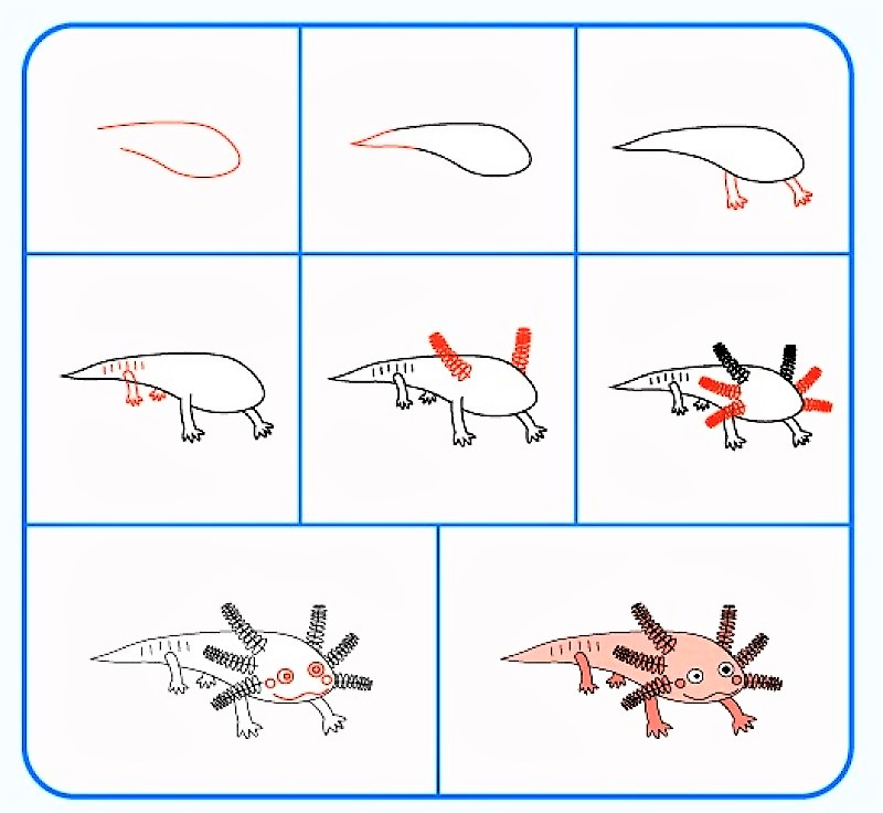 Die Idee von Axolotl 5 zeichnen ideen