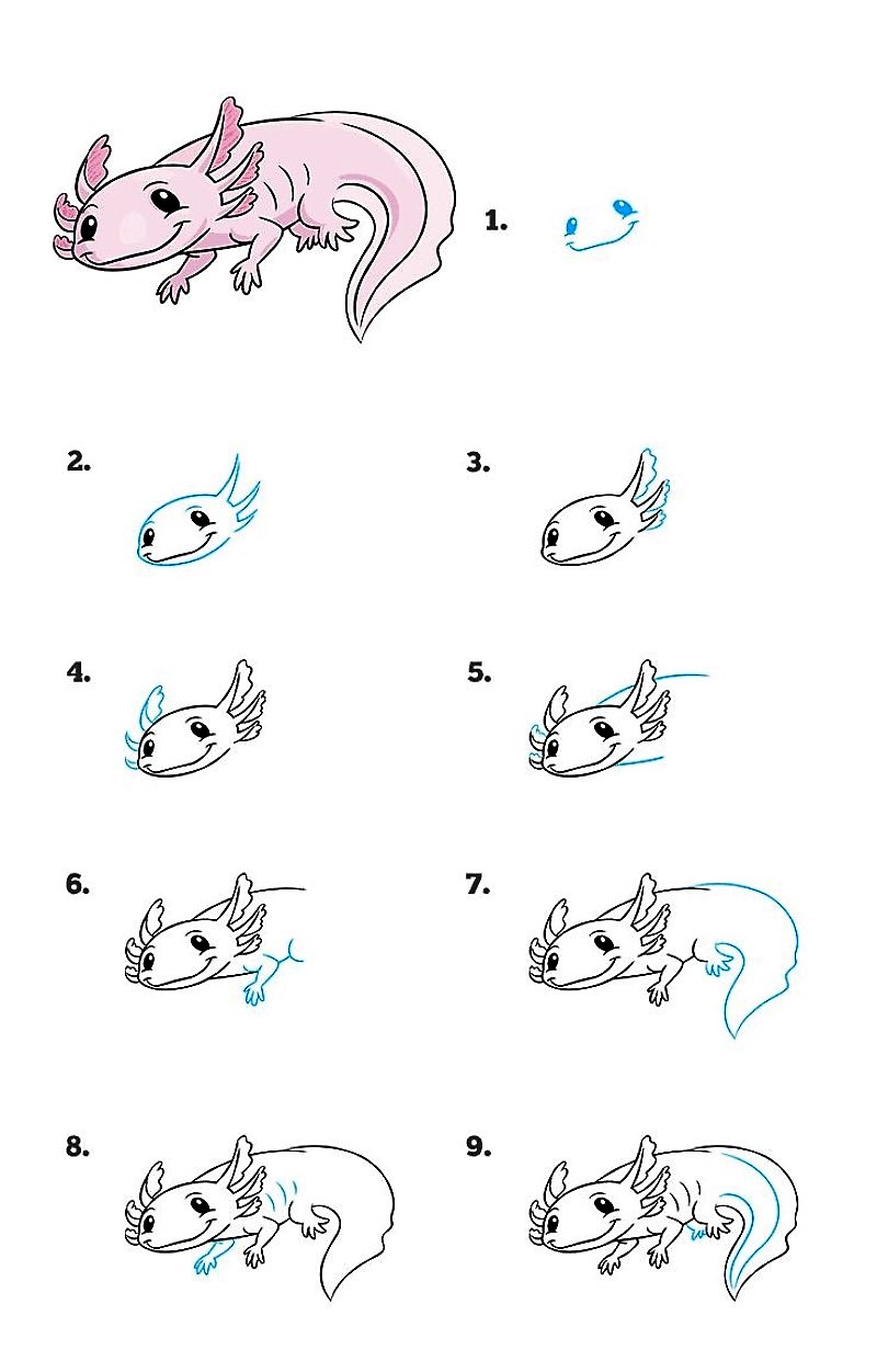 Eine detaillierte Schritt-für-Schritt-Anleitung zum Axolotl zeichnen ideen