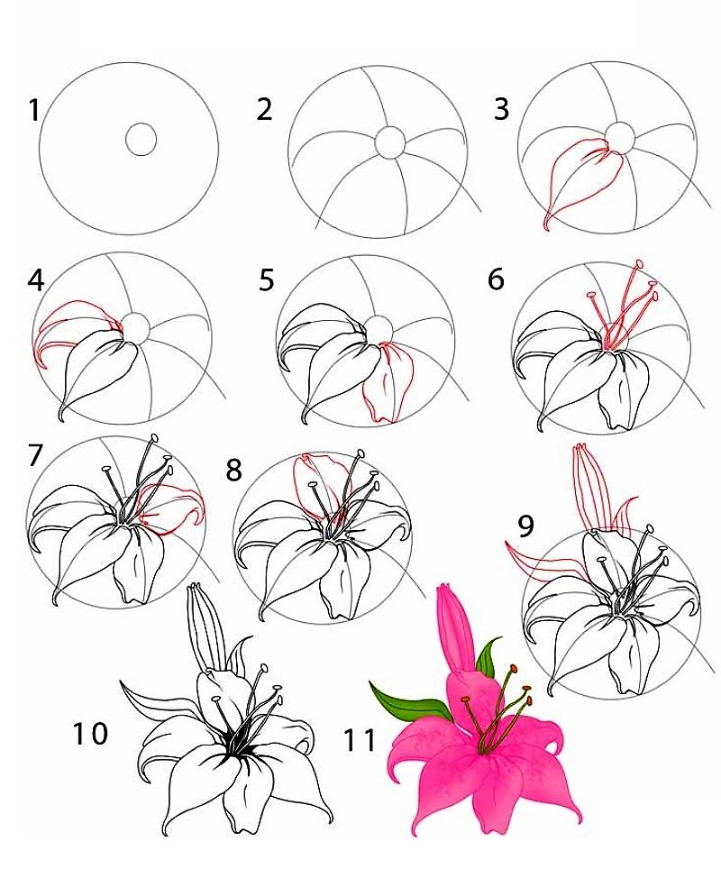 Eine detaillierte Schritt-für-Schritt-Anleitung zur Lilienblume zeichnen ideen