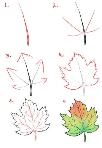 Eine detaillierte Schritt-für-Schritt-Anleitung für Maple Leaf zeichnen ideen