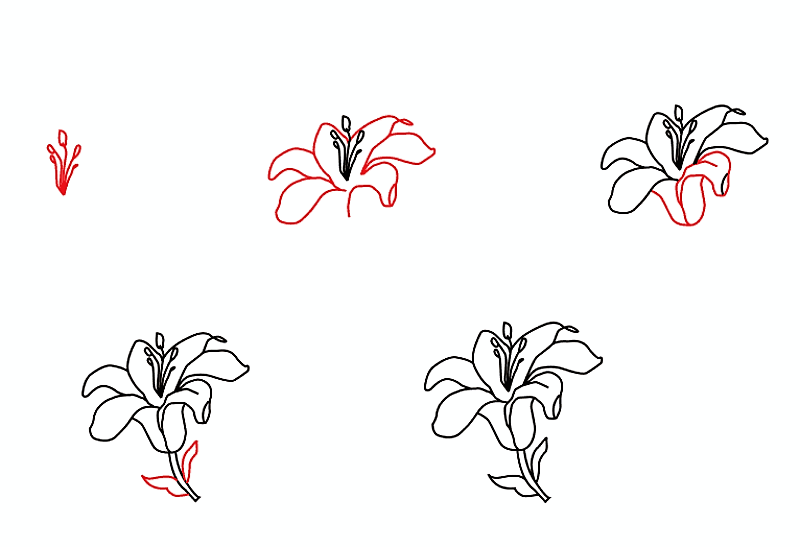 Idee mit einer Lilienblume 3 zeichnen ideen
