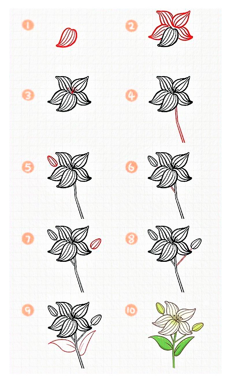 Idee mit einer Lilienblume 5 zeichnen ideen