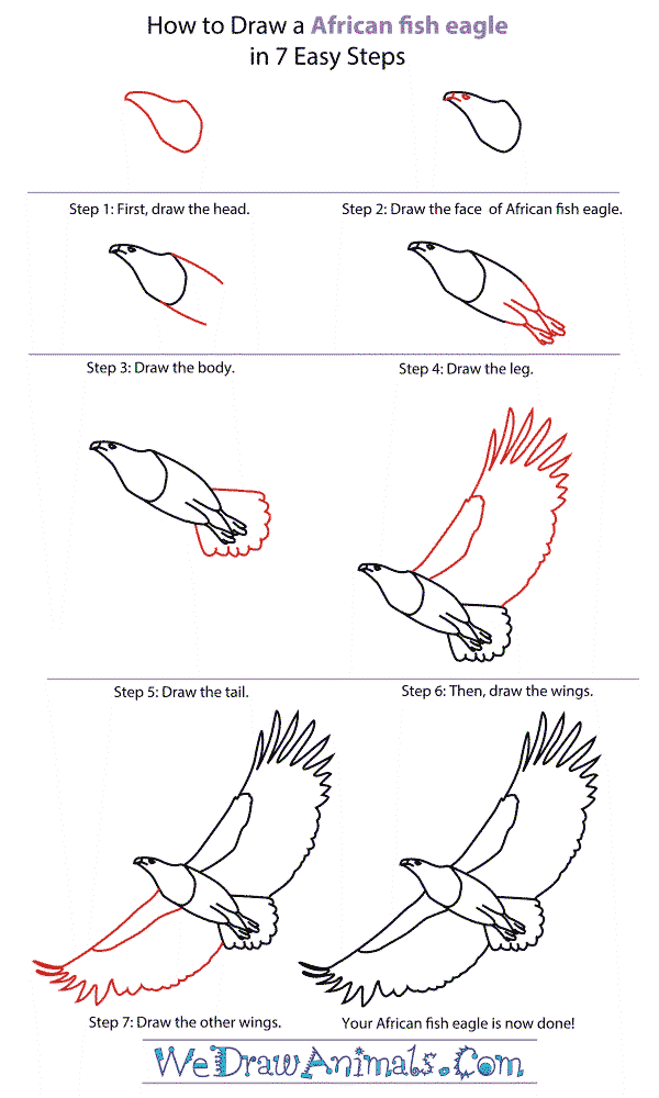 Eine detaillierte Schritt-für-Schritt-Anleitung zum Eagle zeichnen ideen