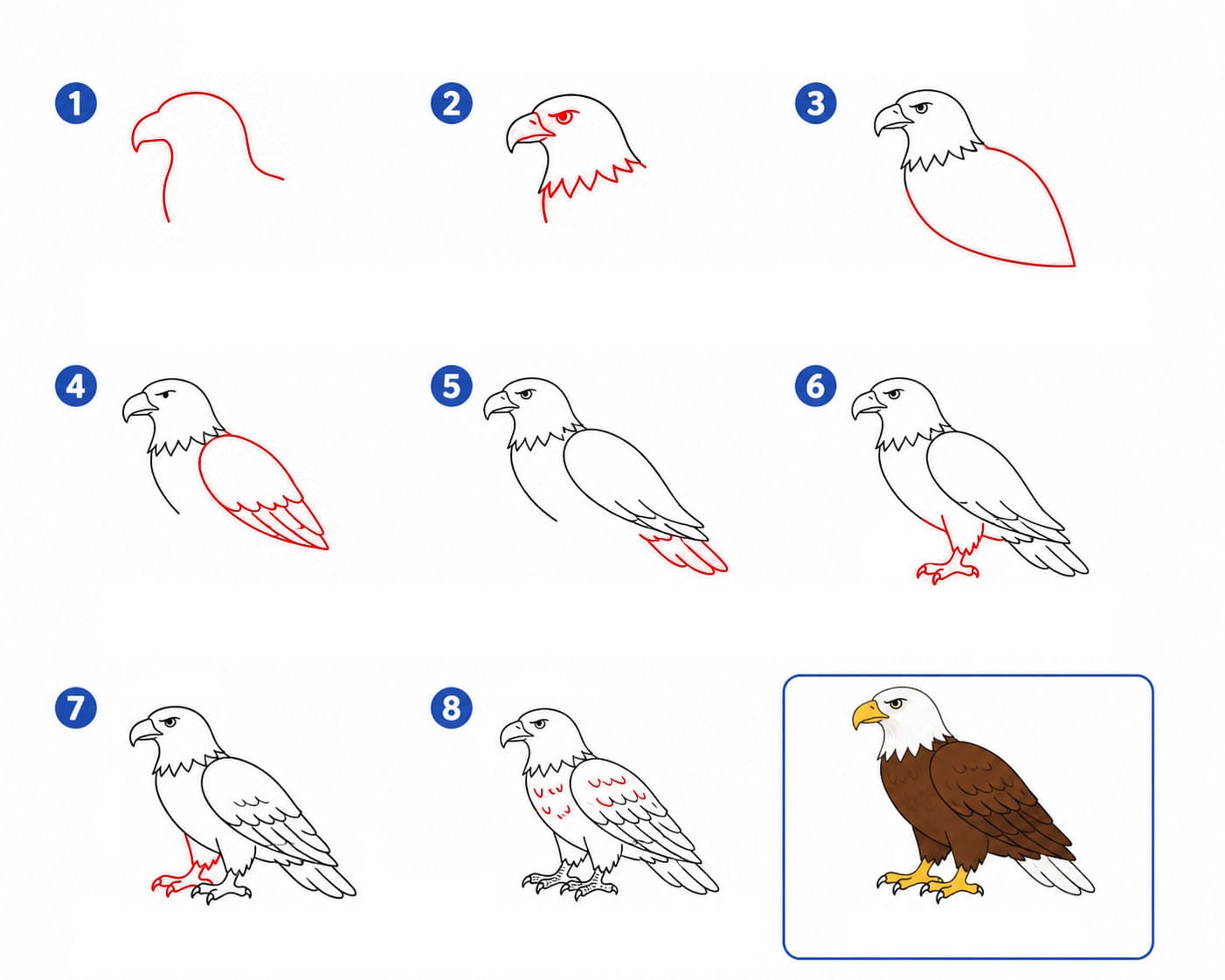 Klassischer Adler zeichnen ideen