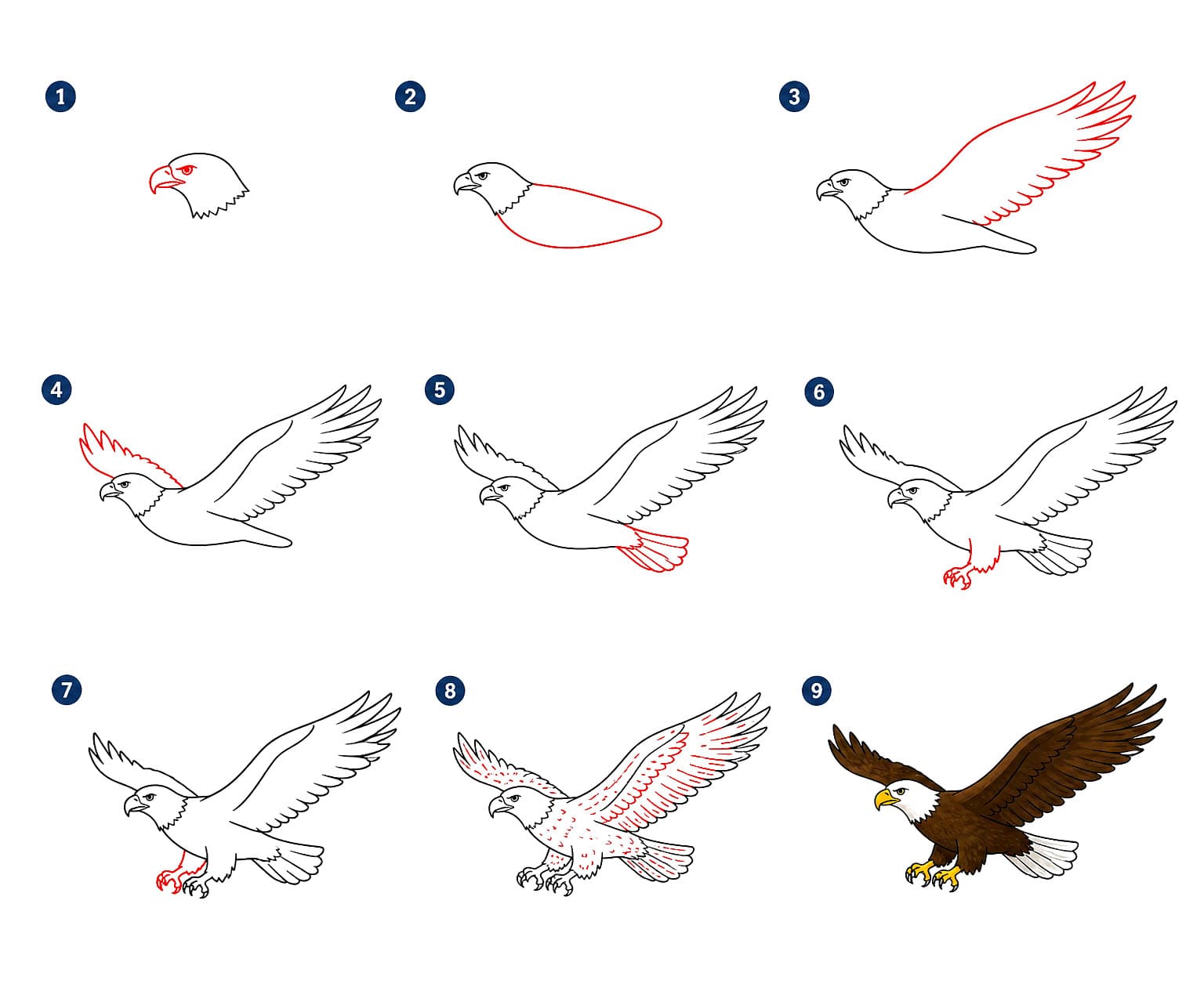 Kreisender Adler zeichnen ideen