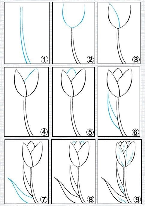 Tulpenidee 8 zeichnen ideen