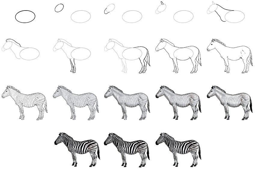 Zeichnen Lernen Zebra Idea 5