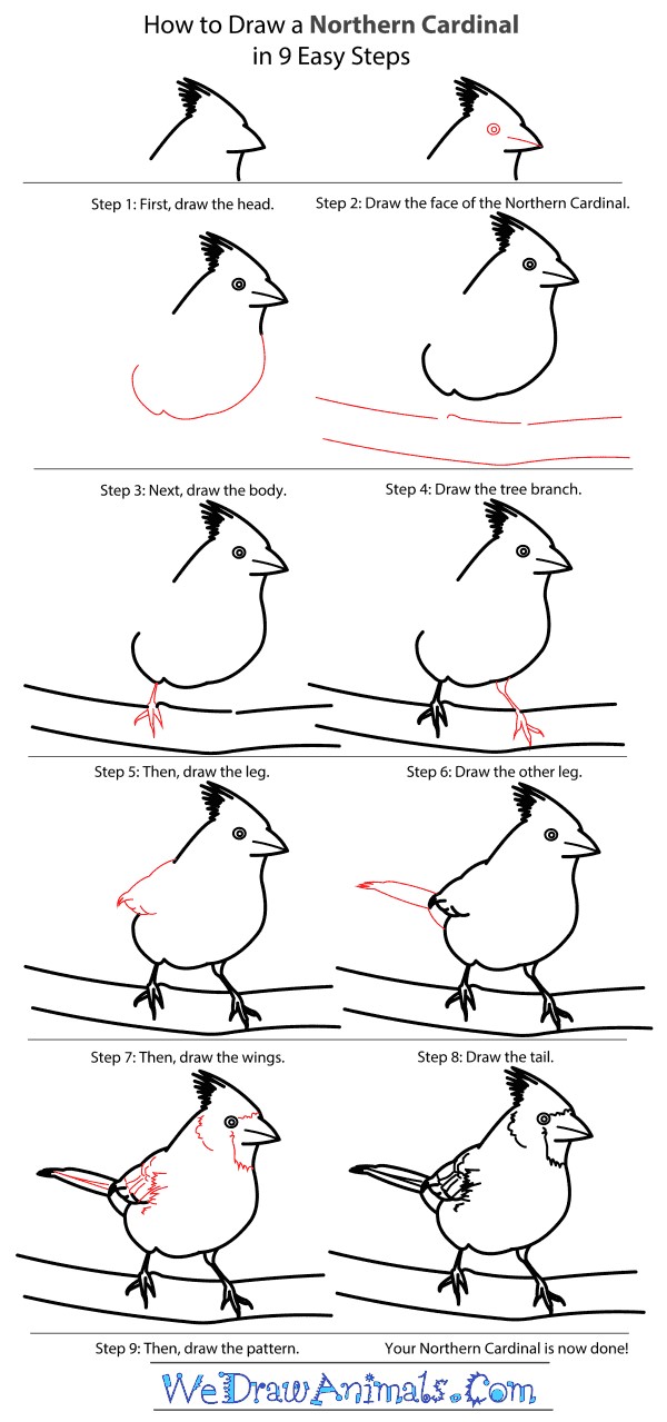Eine detaillierte Schritt-für-Schritt-Anleitung zum Kardinal zeichnen ideen