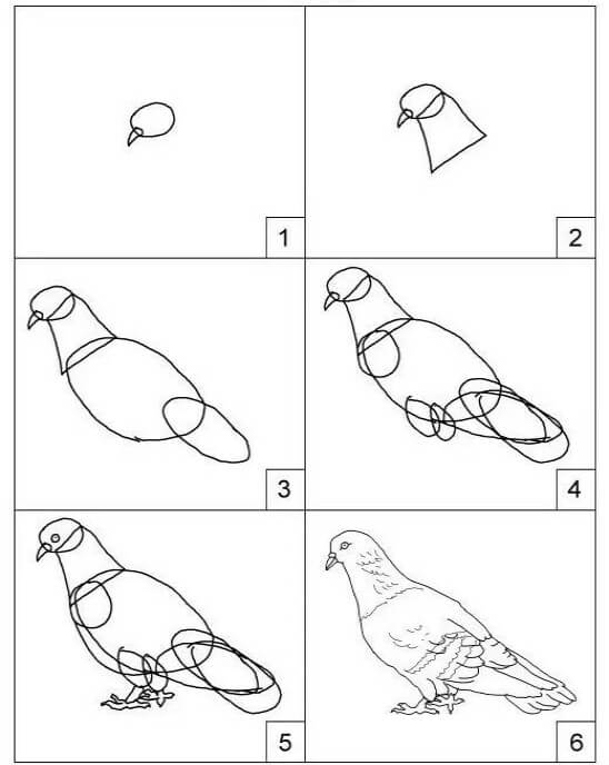 Einfache Taube zeichnen ideen