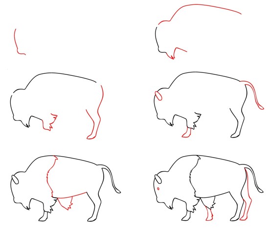 Europäischer Büffel zeichnen ideen