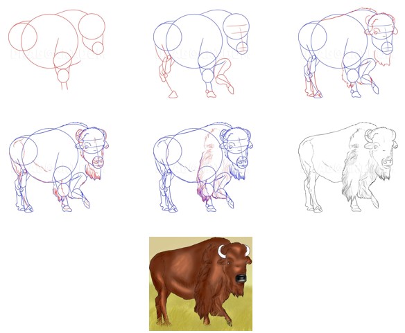 Europäischer Wildbüffel zeichnen ideen