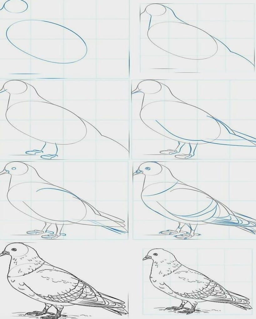 Tauben einfach zeichnen ideen