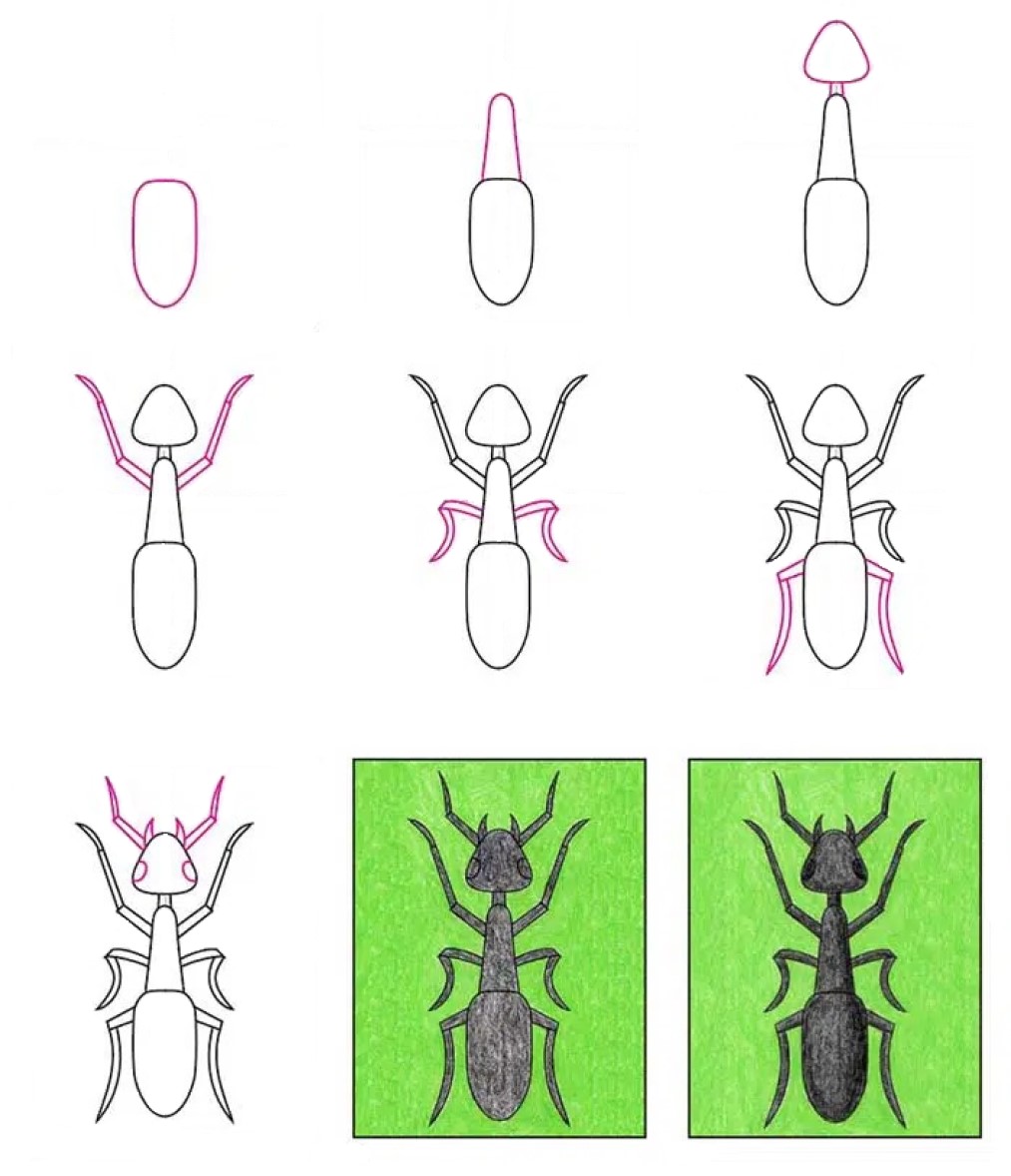 Zeichnen Lernen Ameisenidee (19)