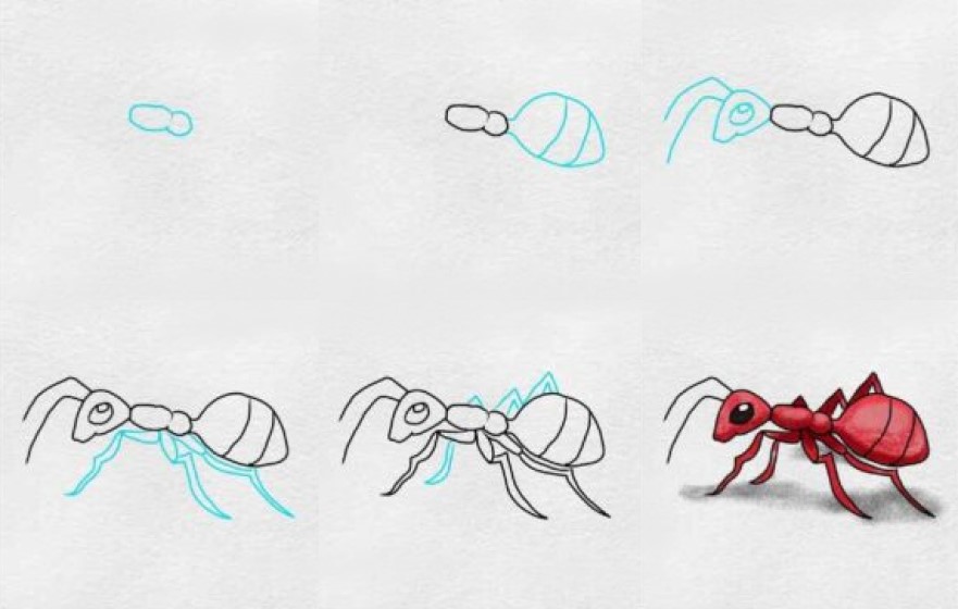 Zeichnen Lernen Ameisenidee (5)