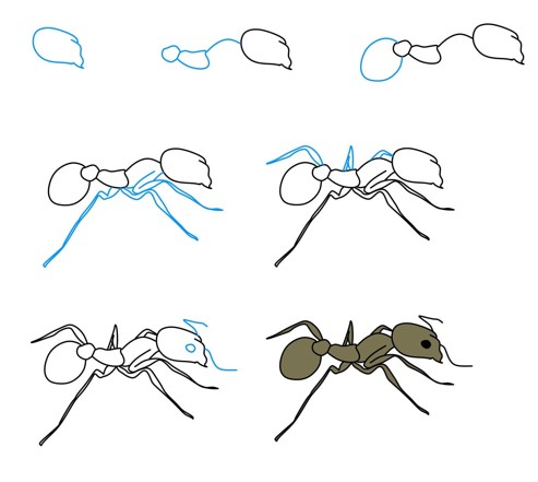 Zeichnen Lernen Ameisenidee (6)
