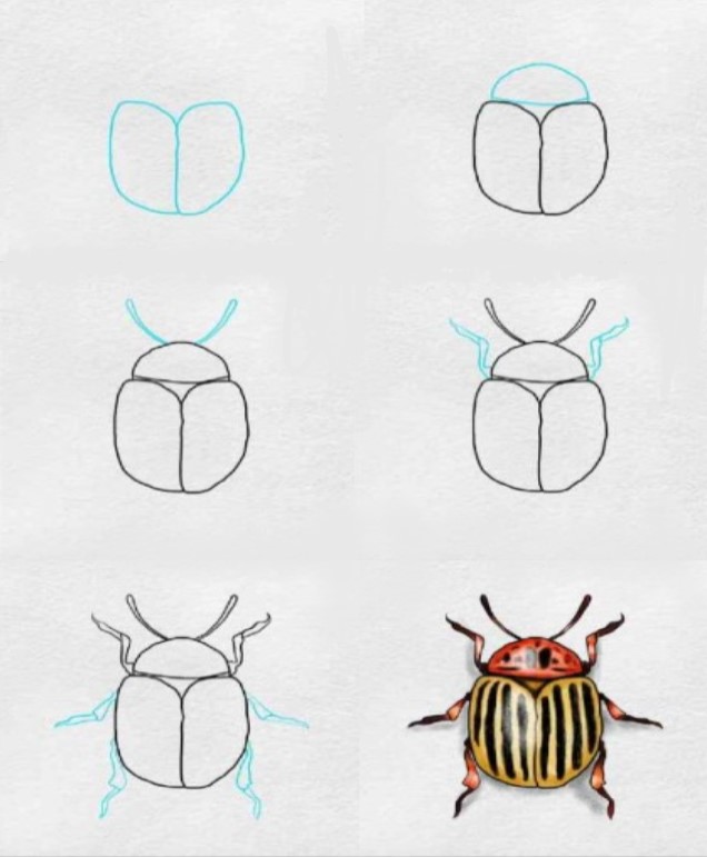 Eine Käferidee (9) zeichnen ideen
