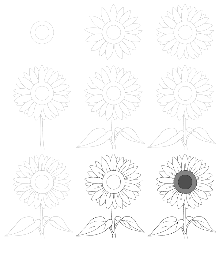 Zeichnen Lernen Einfache Sonnenblumen (1)