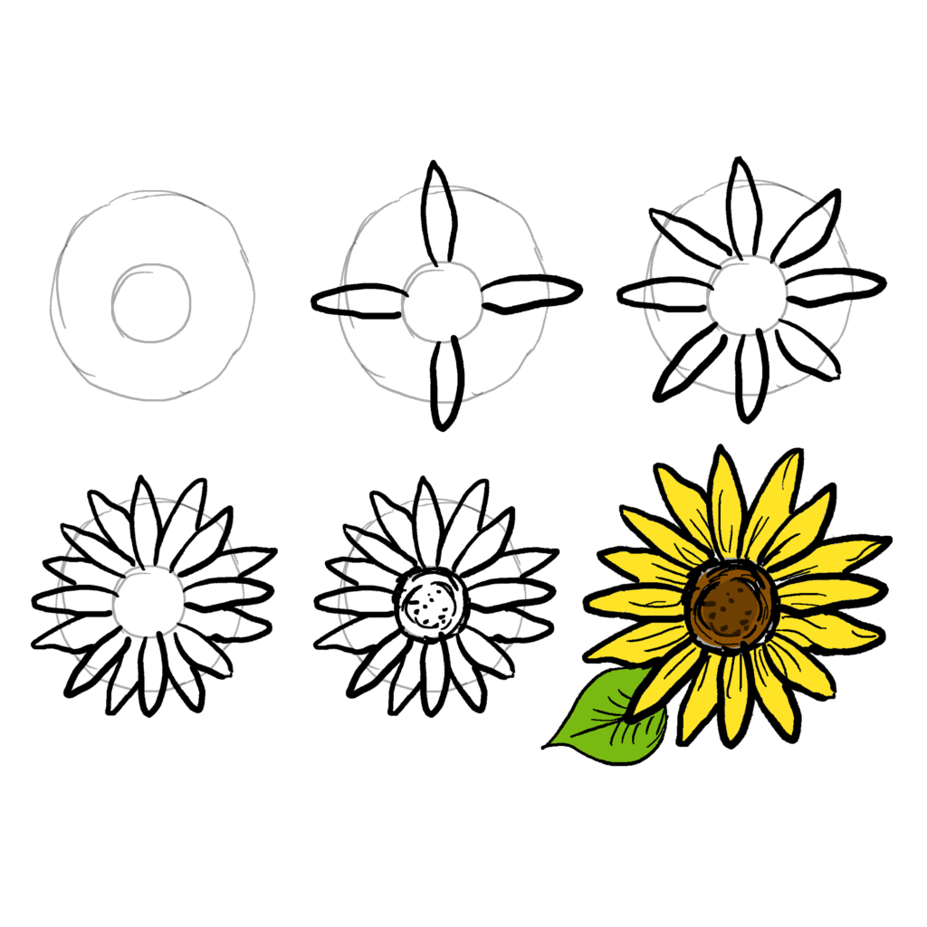 Zeichnen Lernen Einfache Sonnenblumen (3)