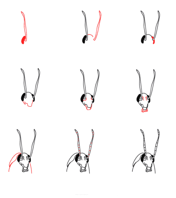 Kakerlakenkopf zeichnen ideen