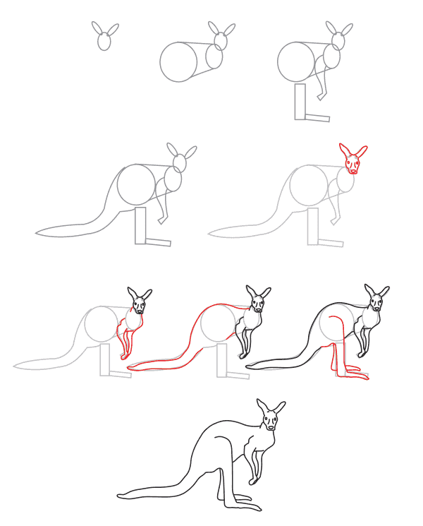 Zeichnen Lernen Känguru für Kinder (4)