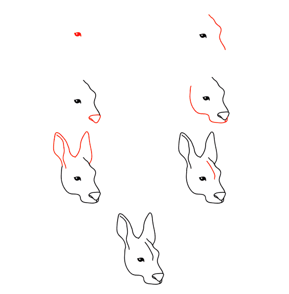 Zeichnen Lernen Känguru-Gesicht