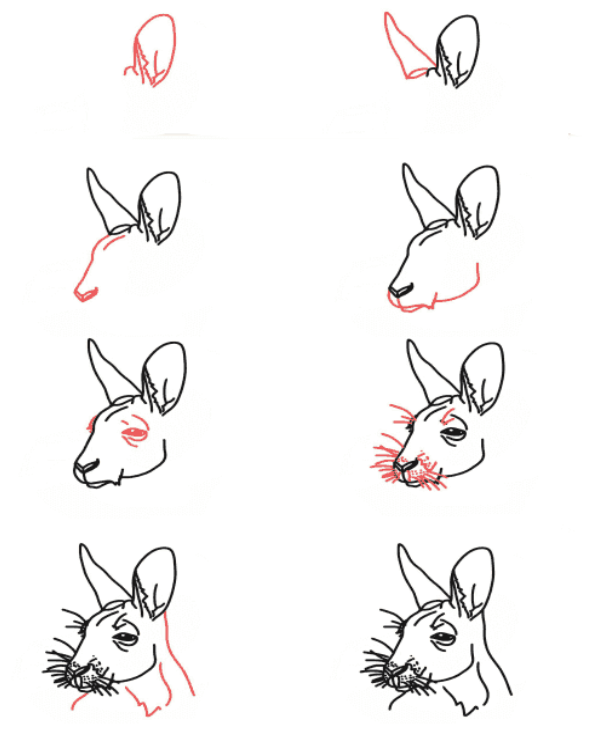 Zeichnen Lernen Känguru-Kopf