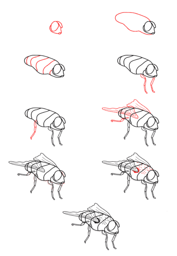 Realistische Fliege zeichnen ideen