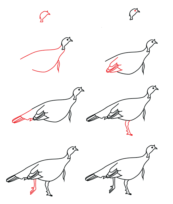 Zeichnen Lernen Weiblicher Truthahn (1)