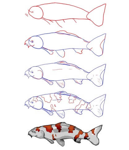 Zeichnen Lernen Koi-Fisch-Idee (22)