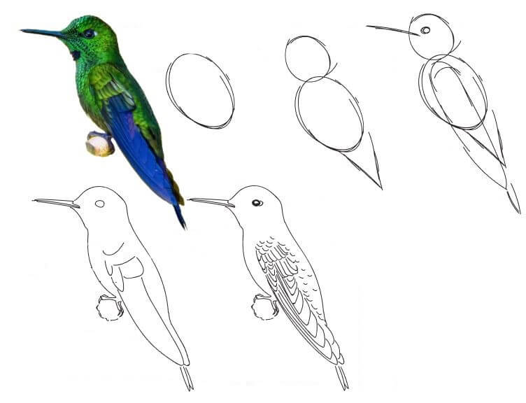 Kolibri-Idee (24) zeichnen ideen