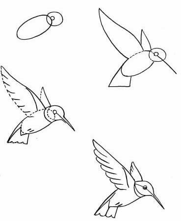 Kolibri-Idee (7) zeichnen ideen