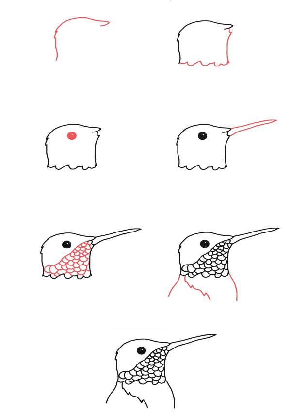 Kolibri-Kopf zeichnen ideen