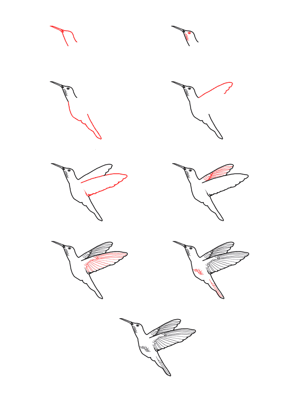 Realistischer Kolibri zeichnen ideen