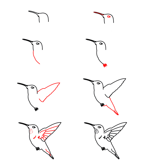 rufous-hummingbird-tutorial zeichnen ideen