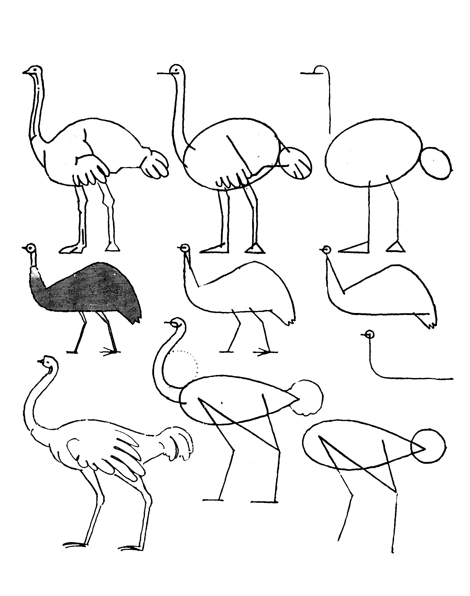 Einfache Straußenzeichnung (2) zeichnen ideen