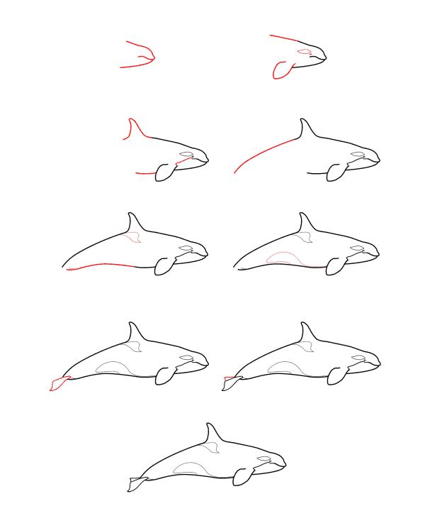 Einfachen Orca zeichnen (1) zeichnen ideen