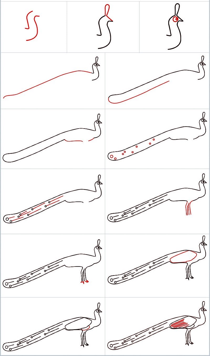 Pfauenidee (32) zeichnen ideen