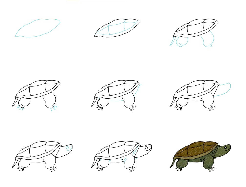 Zeichnen Lernen Idee Schildkröte (44)